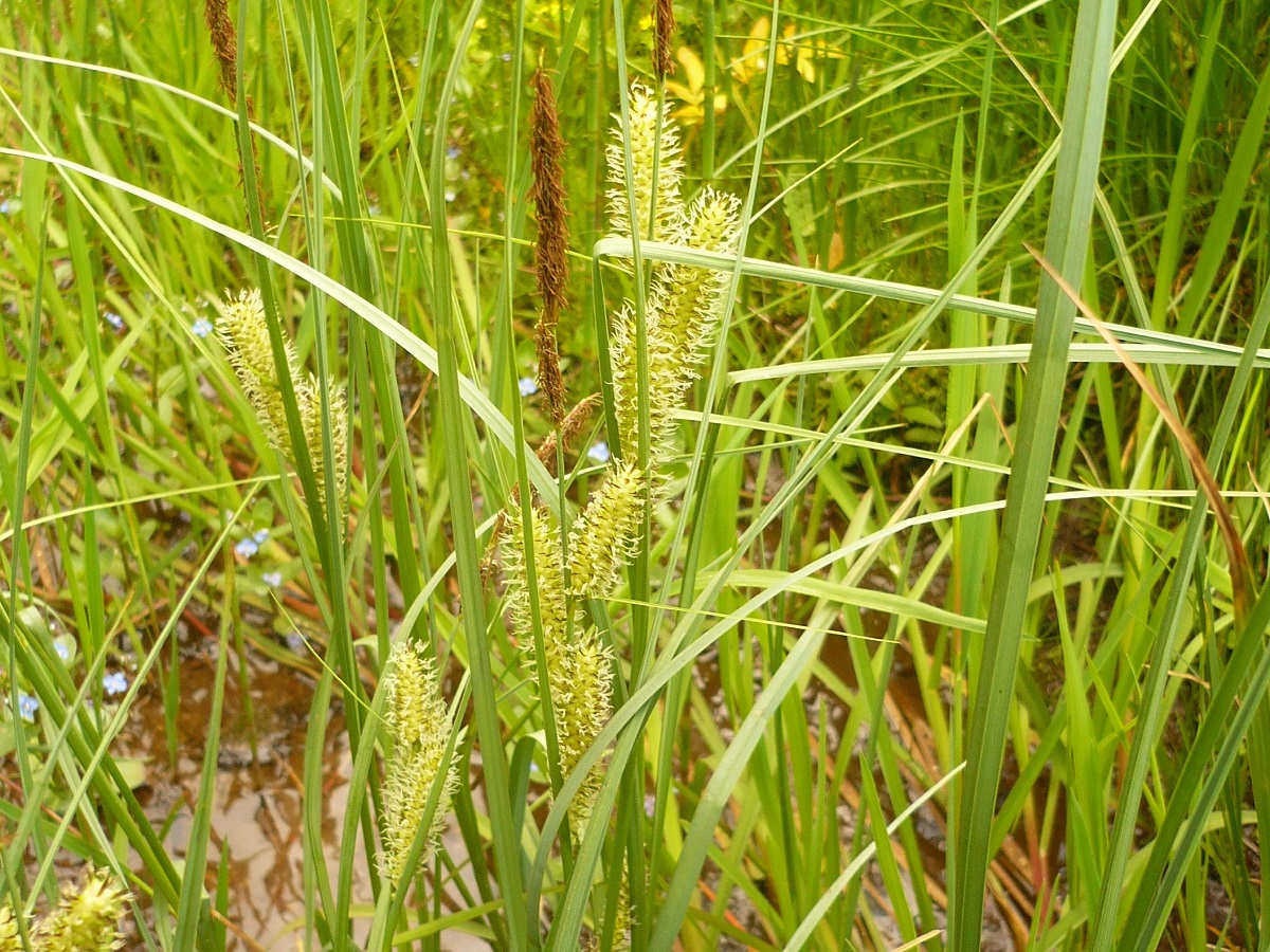 Carex vesicaria (Cyperaceae)
